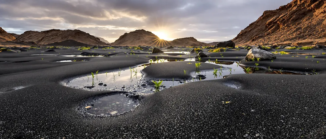 Desert landscape after rain with damp sand, shallow pools and fresh green shoots emerging