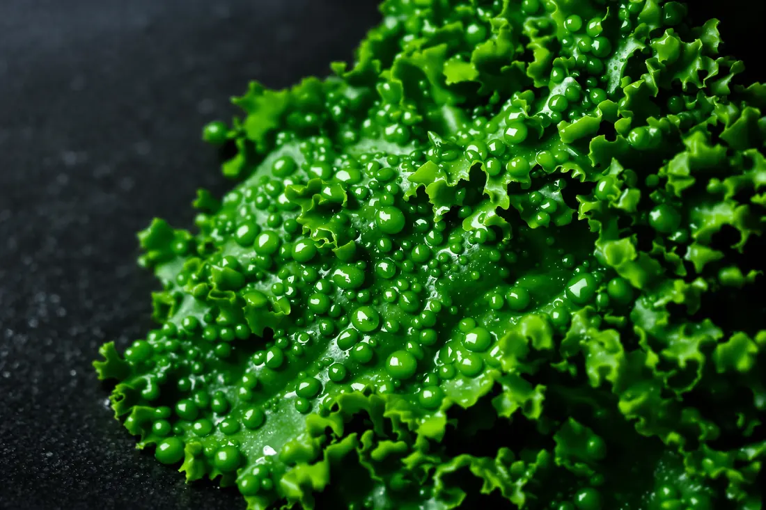 Fresh leafy greens with water droplets