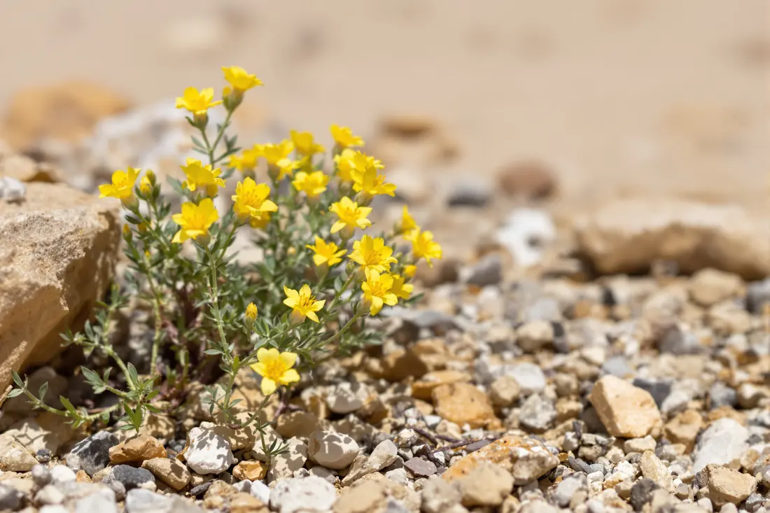 Small yellow Sunrose wildflowers blooming among desert stones